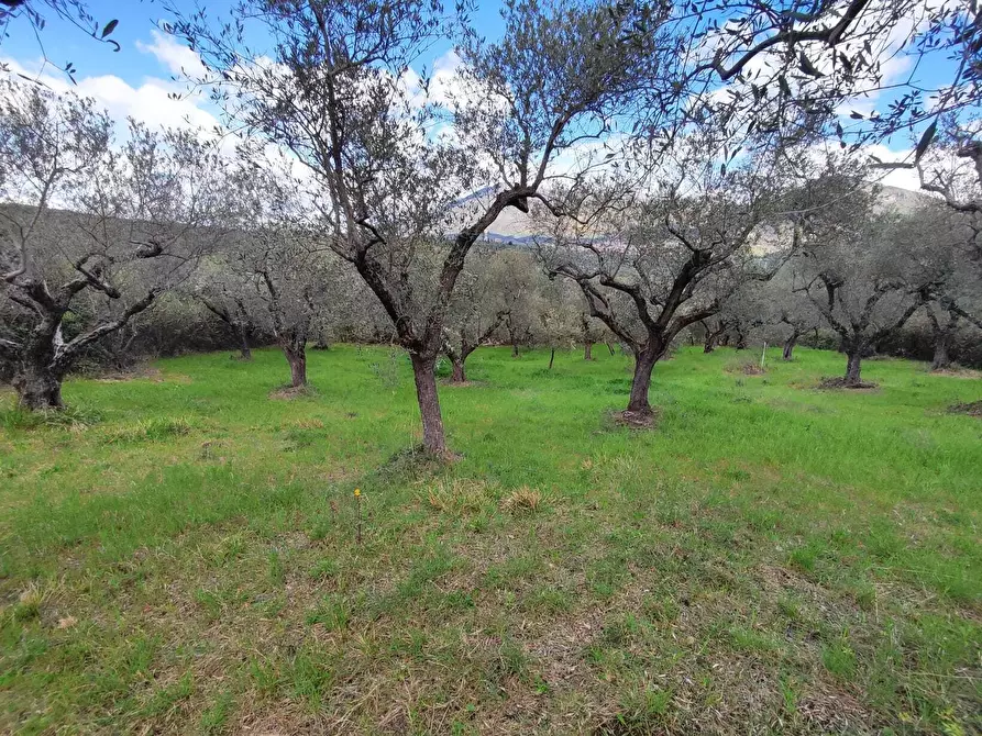 Immagine 11 di Terreno agricolo in vendita  in Via Dello Scalo Ferroviario 12 a Marcellina
