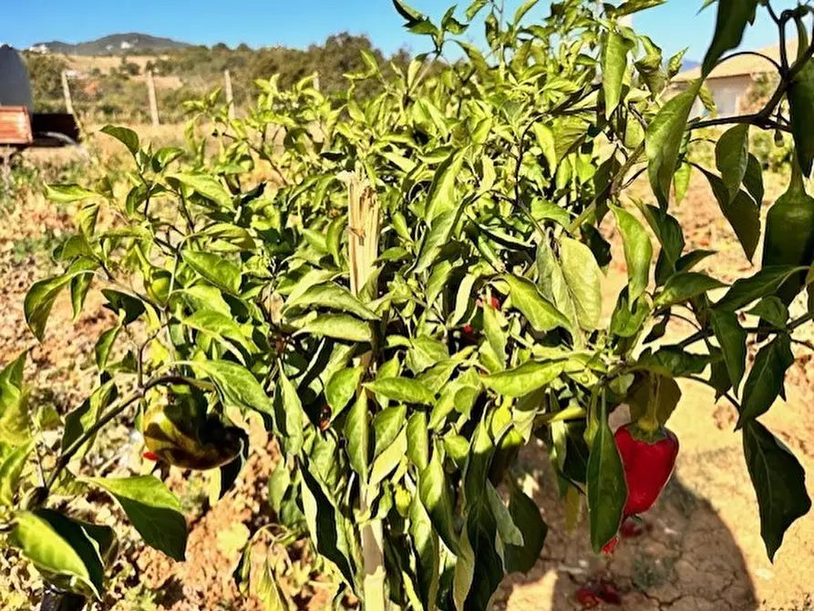 Immagine 30 di Rustico / casale in vendita  in via del mulino a Civitella Del Tronto