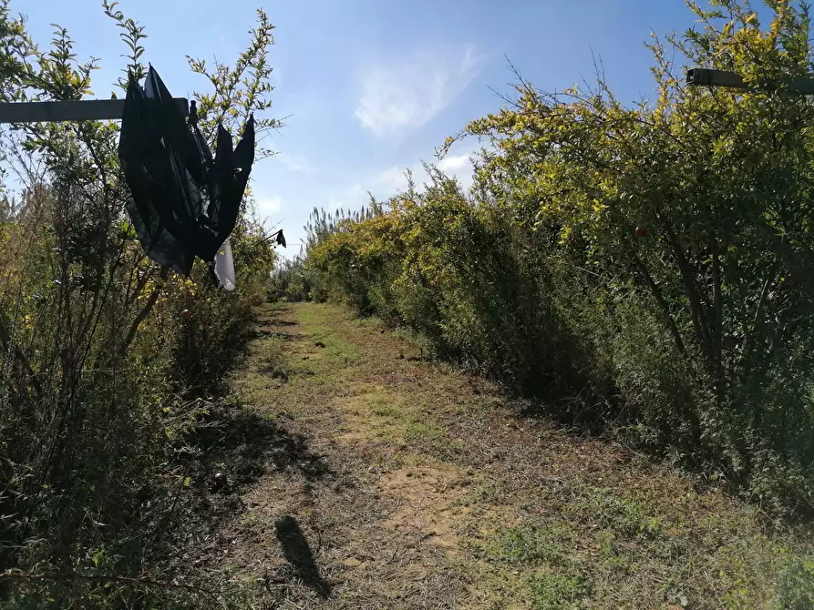 Immagine 34 di Rustico / casale in vendita  a Partinico