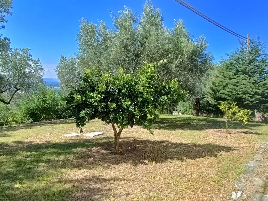 Immagine 17 di Villa in vendita  in SP79 a Feroleto Antico