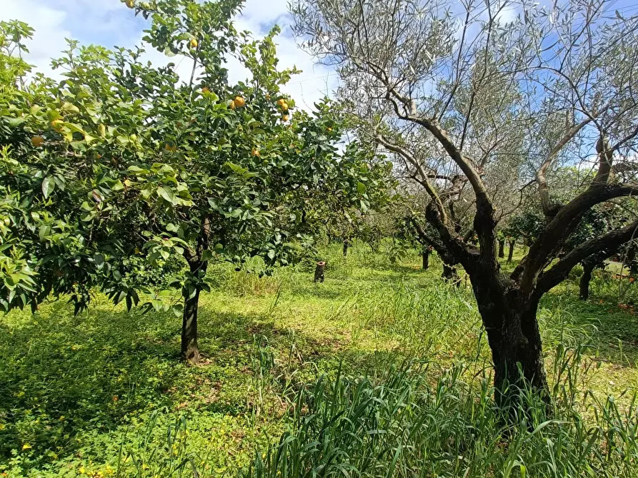 Immagine 17 di Casa indipendente in vendita  in strada provinciale a Pianopoli