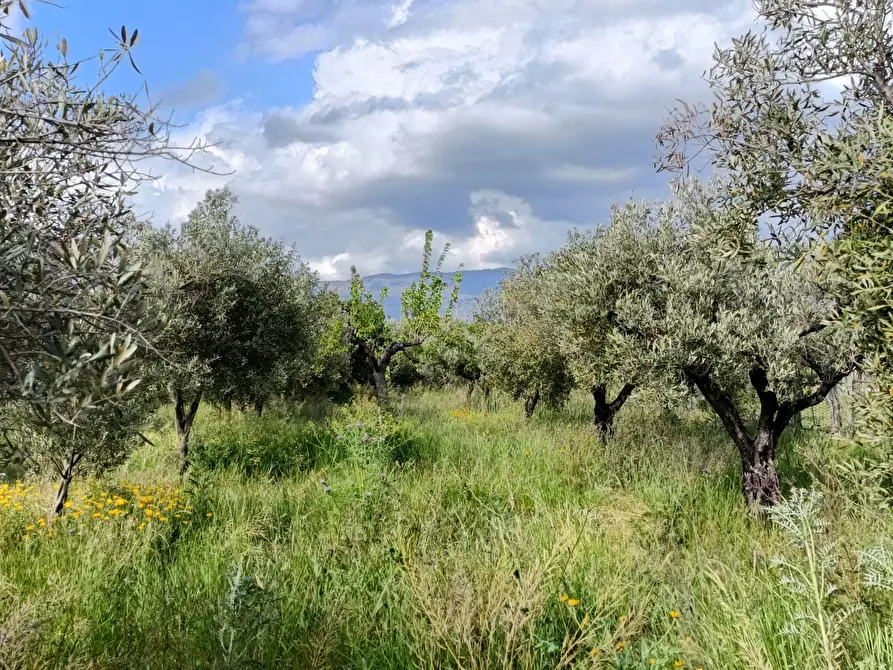 Immagine 1 di Terreno agricolo in vendita  in Strada Provinciale 106 a Lamezia Terme