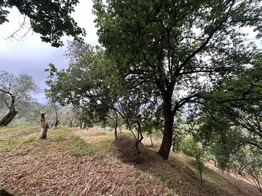 Immagine 13 di Terreno edificabile in vendita  a Arcola