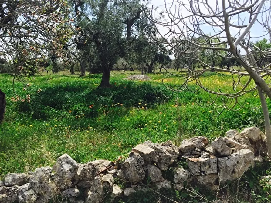 Immagine 13 di Terreno edificabile in vendita  in Contrada Giovannarolla a Ostuni