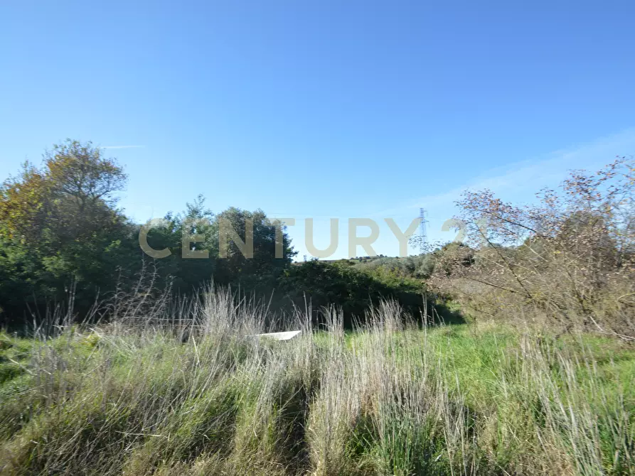 Immagine 3 di Terreno agricolo in vendita  in Strada Provinciale Montiano a Grosseto