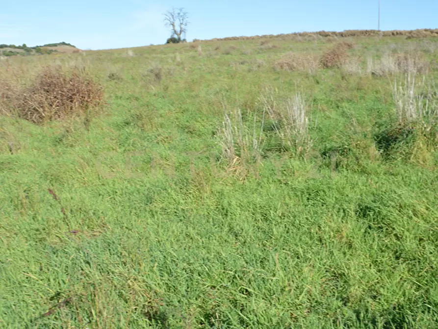 Immagine 13 di Terreno agricolo in vendita  in Strada Provinciale Montiano a Grosseto