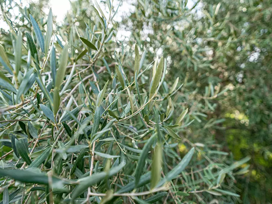Immagine 17 di Terreno agricolo in vendita  in Contrada San Francesco snc a Paterno'