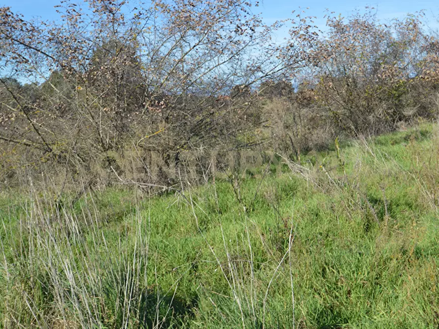 Immagine 17 di Terreno agricolo in vendita  in Strada Provinciale Montiano a Grosseto