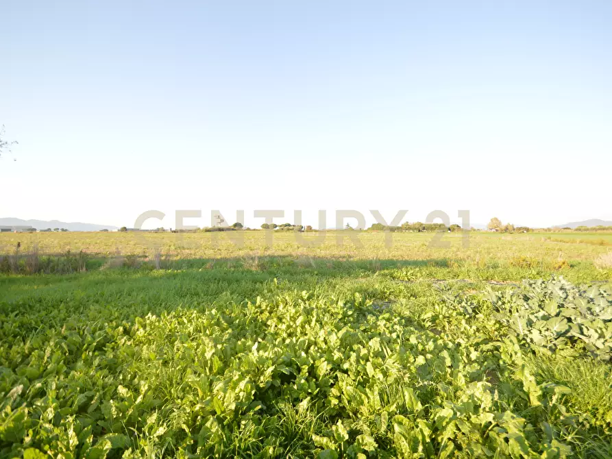 Immagine 5 di Terreno agricolo in vendita  in Strada del Querciolo 125 a Grosseto
