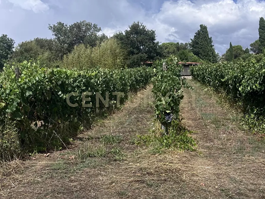 Immagine 11 di Azienda agricola in vendita  in Strada dei Sassi Bianchi a Manciano