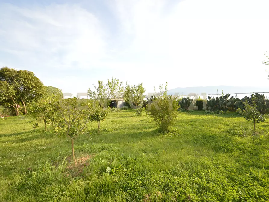 Immagine 5 di Terreno agricolo in vendita  in Loc. quattrostrade a Orbetello