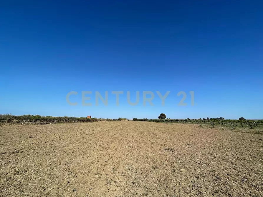 Immagine 15 di Terreno agricolo in vendita  in Strada Provinciale 104 snc a Lentini