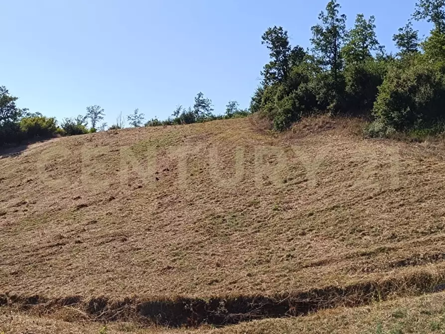 Immagine 35 di Rustico / casale in vendita  a Manciano