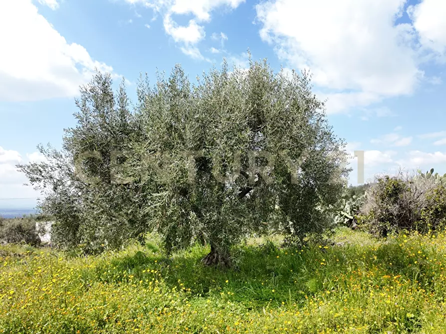 Immagine 5 di Terreno agricolo in vendita  in Contrada malvezzaro a Santa Maria Di Licodia