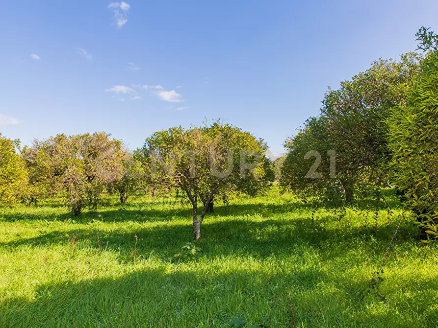 Immagine 5 di Terreno agricolo in vendita  in Via San Piero Patti 108 a Acireale