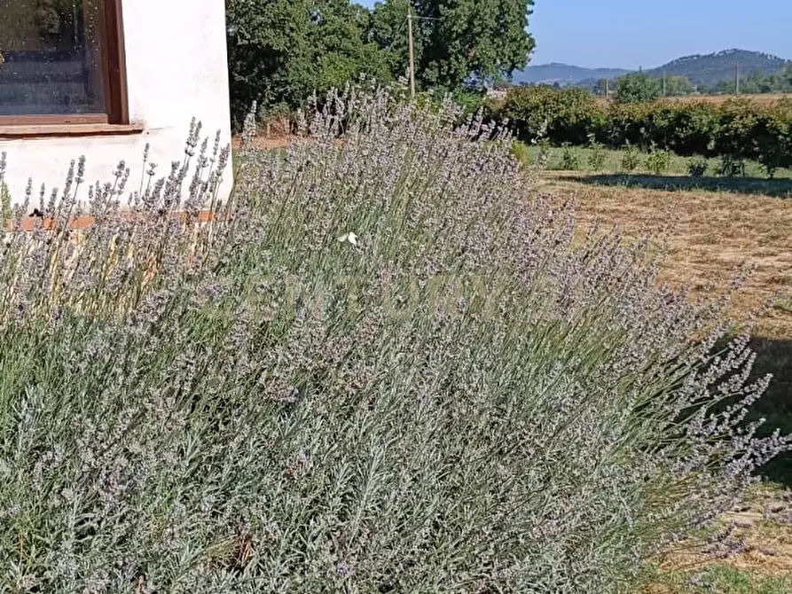 Immagine 33 di Rustico / casale in vendita  a Manciano