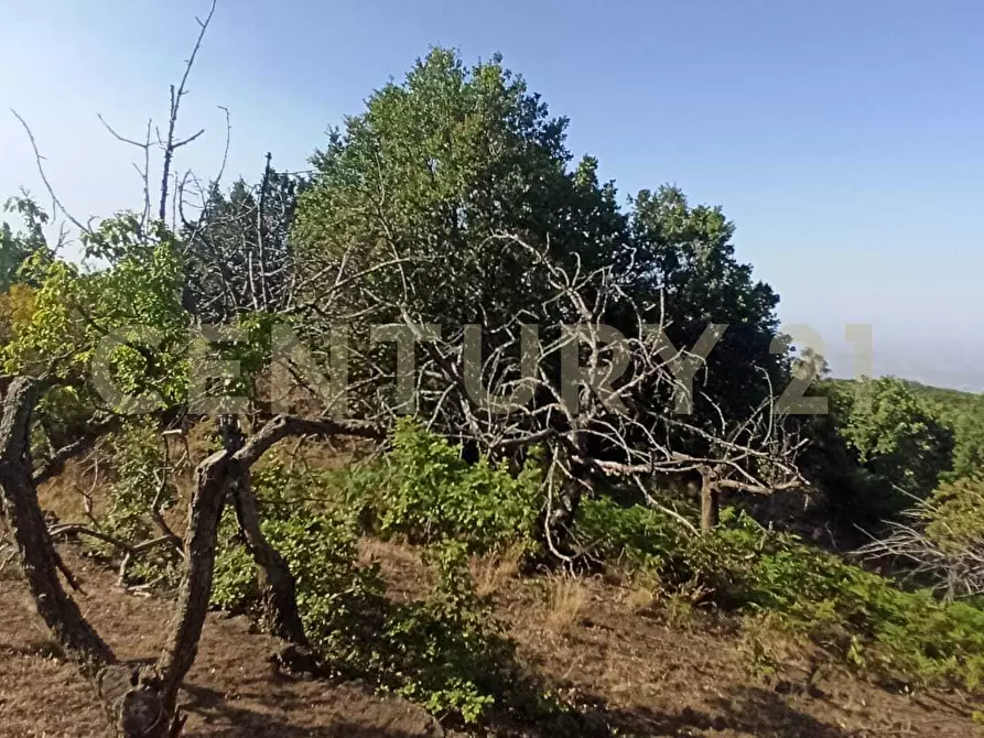 Immagine 24 di Terreno agricolo in vendita  in C.da Filiciusa a Biancavilla