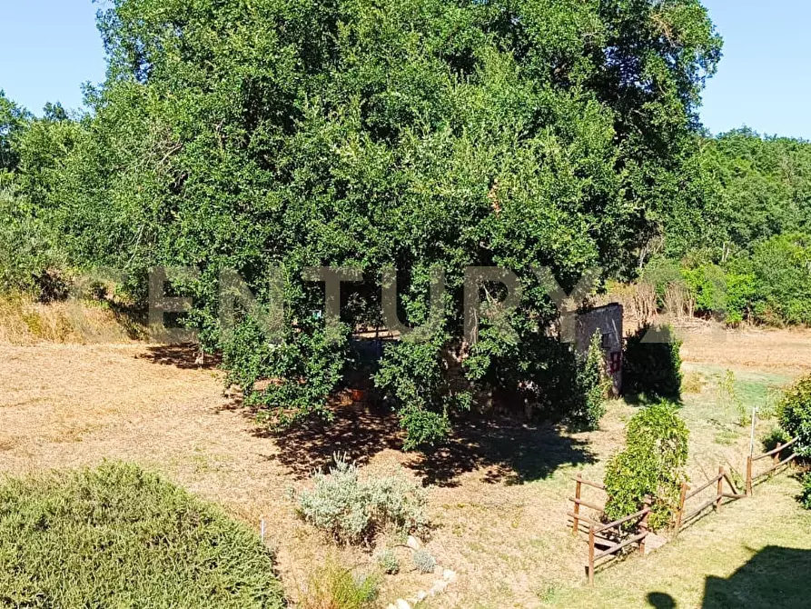 Immagine 41 di Rustico / casale in vendita  a Manciano
