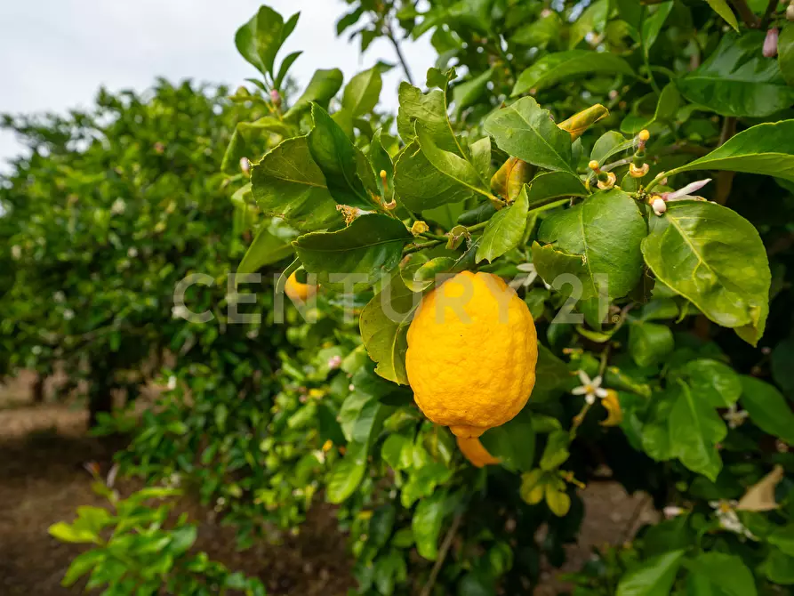 Immagine 24 di Rustico / casale in vendita  in Strada Provinciale 92 92 a Francofonte