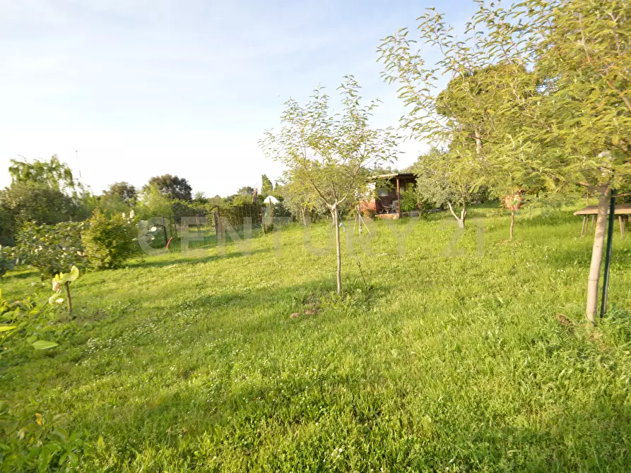Immagine 10 di Terreno agricolo in vendita  in Loc. quattrostrade a Orbetello