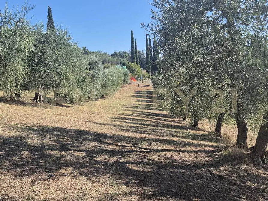 Immagine 31 di Azienda agricola in vendita  in località poggio al capraio snc a Roccastrada