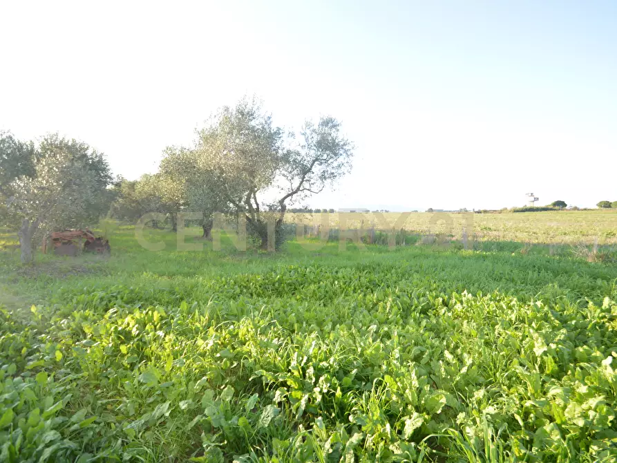 Immagine 7 di Terreno agricolo in vendita  in Strada del Querciolo 125 a Grosseto