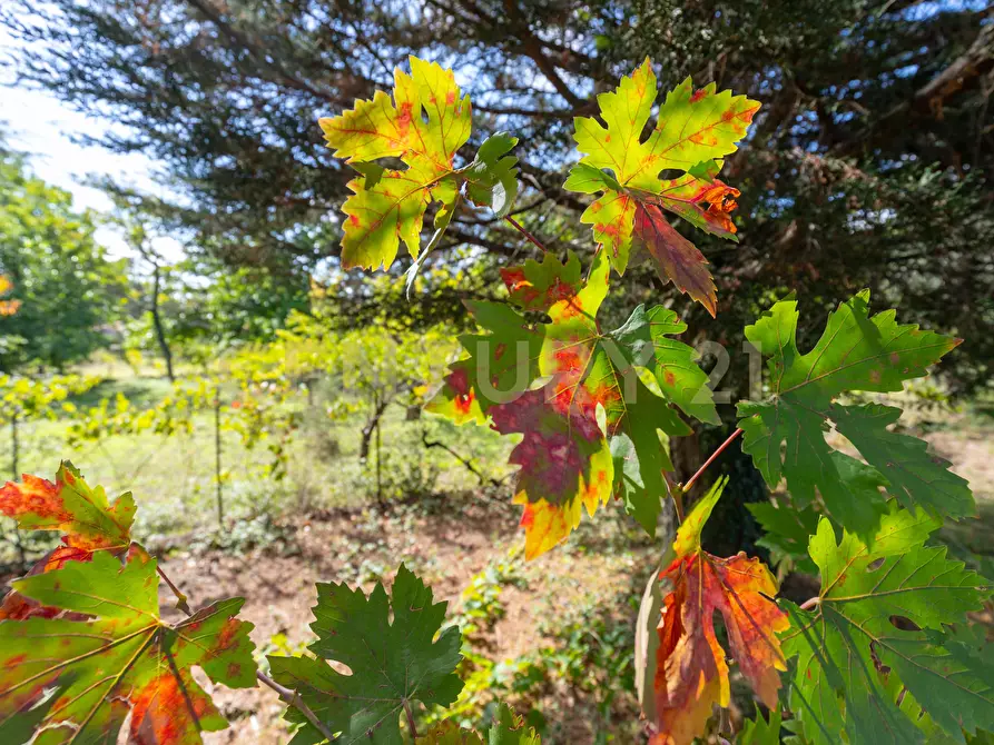 Immagine 54 di Villa in vendita  in Contrada Scolaro Cisterna a Adrano