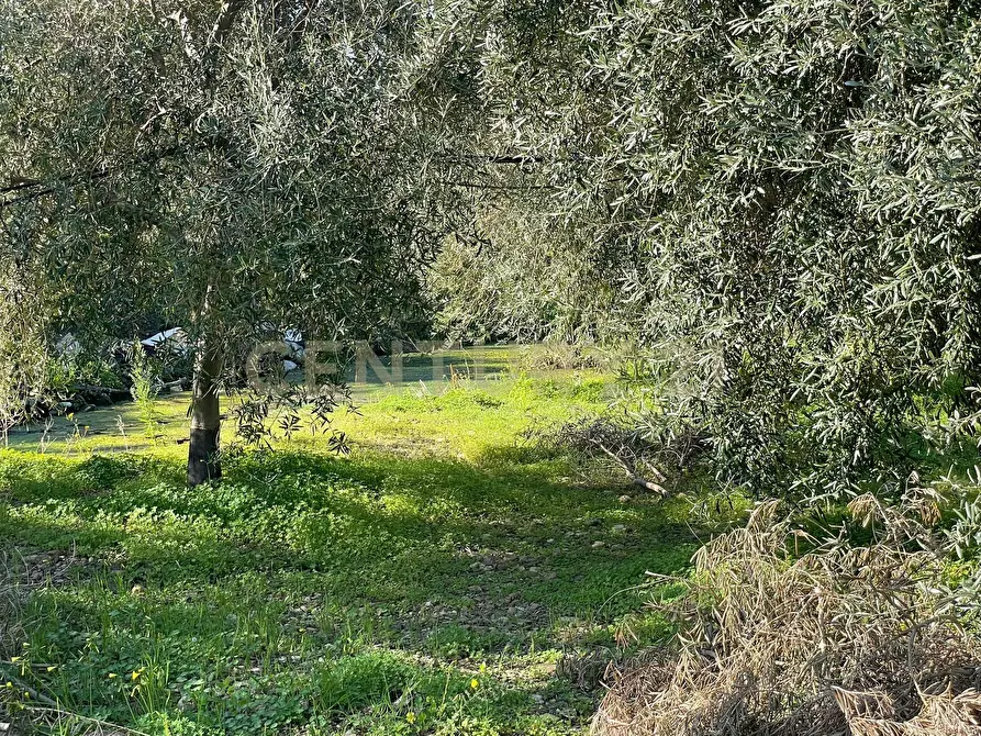 Immagine 34 di Terreno agricolo in vendita  in contrada agnelleria a Belpasso