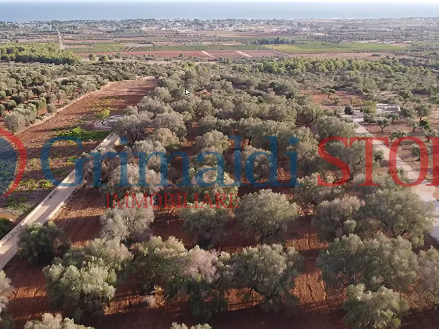 Immagine 2 di Terreno agricolo in vendita  a Manduria
