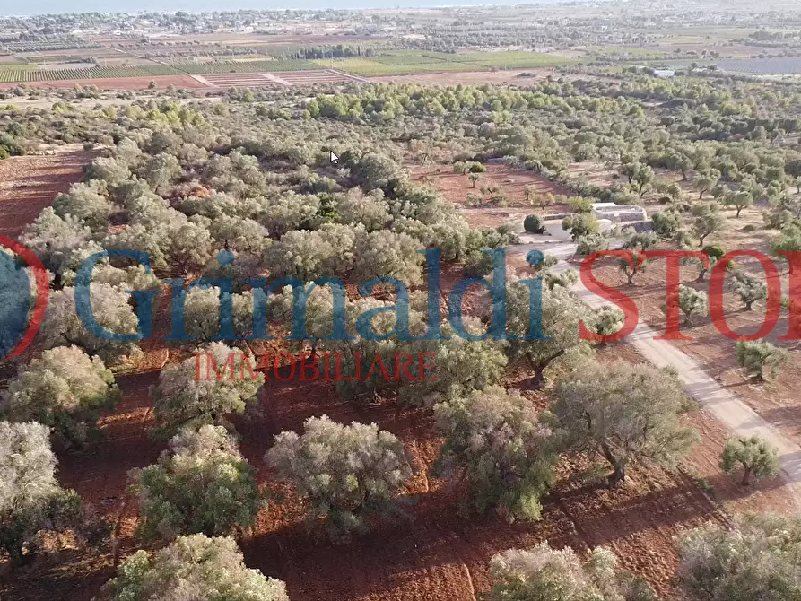 Immagine 7 di Terreno agricolo in vendita  a Manduria