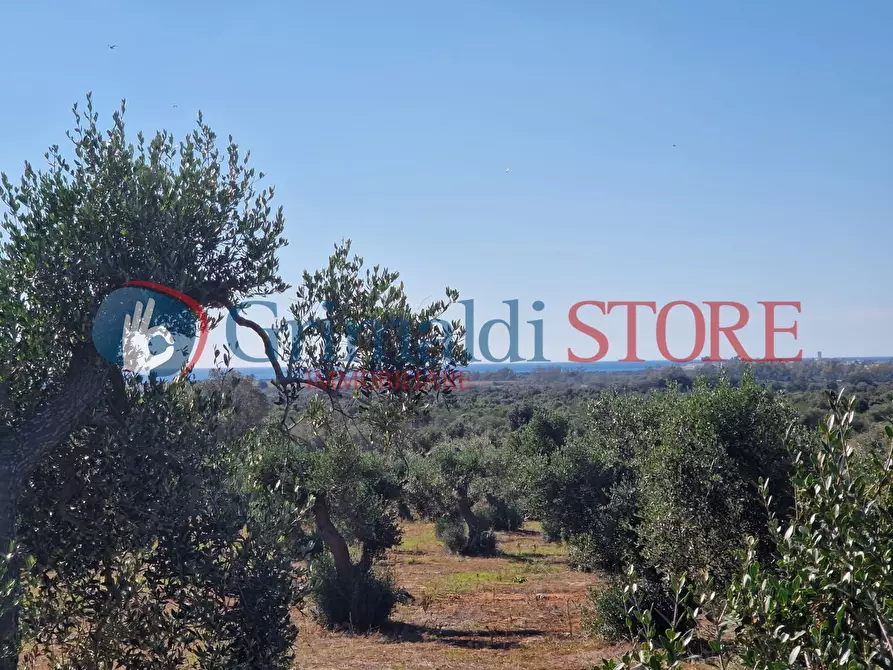 Immagine 19 di Casa indipendente in vendita  a Porto Cesareo