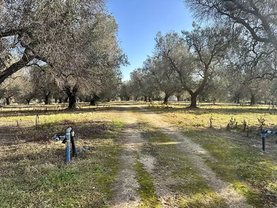 Immagine 35 di Villa in vendita  in Contrada Pezza d' Acqua Fresca 27 a San Vito Dei Normanni