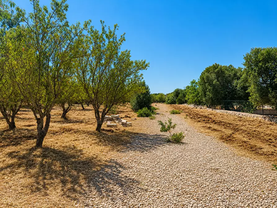 Immagine 14 di Terreno agricolo in vendita  in Contrada San Benedetto a Ostuni