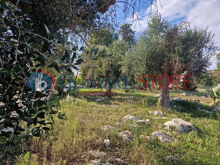 Immagine 19 di Casa indipendente in vendita  a Ostuni