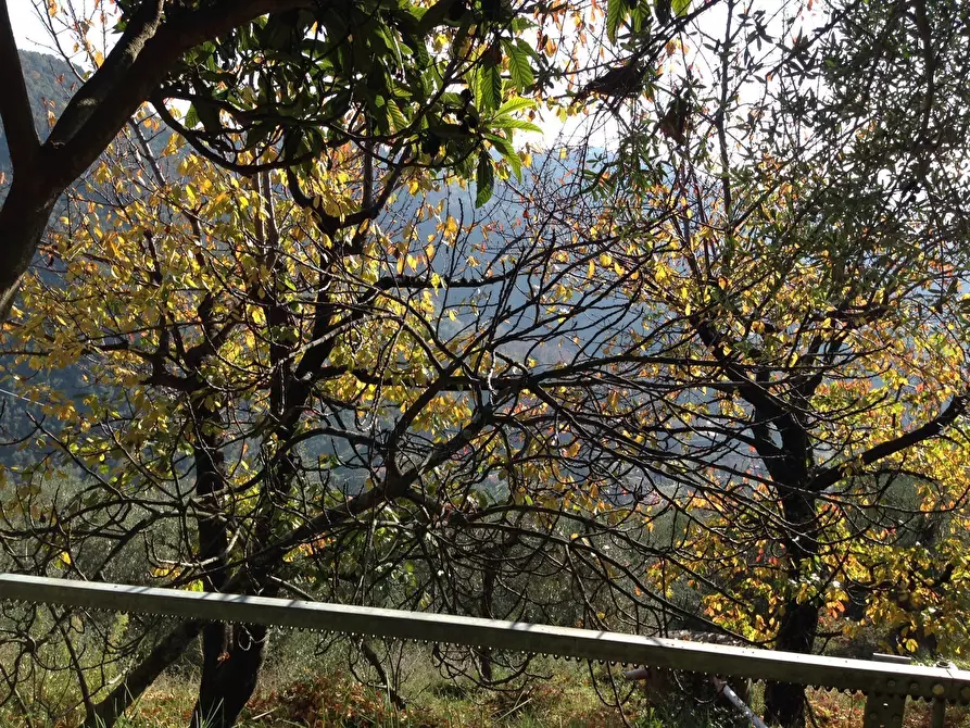 Immagine 2 di Rustico / casale in vendita  a Pietrasanta