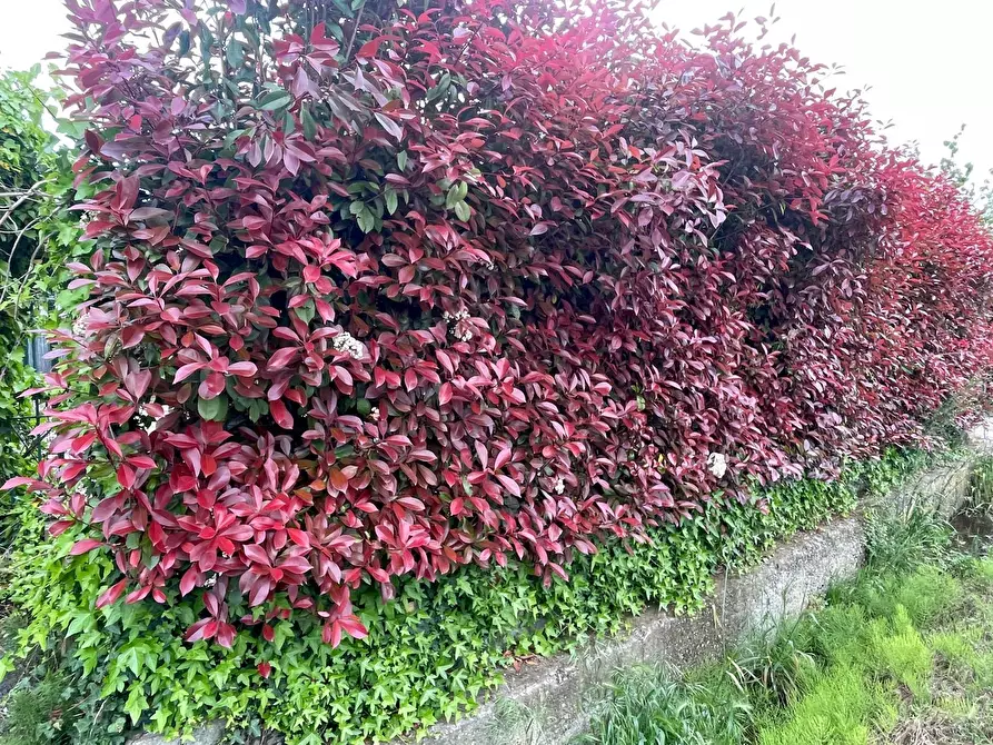 Immagine 55 di Casa indipendente in vendita  a Pietrasanta