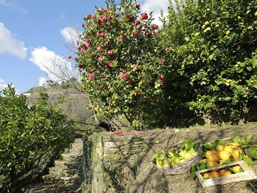 Immagine 22 di Rustico / casale in affitto  a Pietrasanta