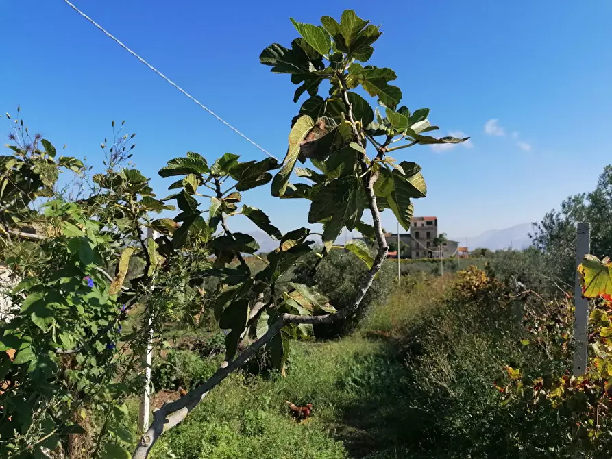 Immagine 27 di Rustico / casale in vendita  a Partinico