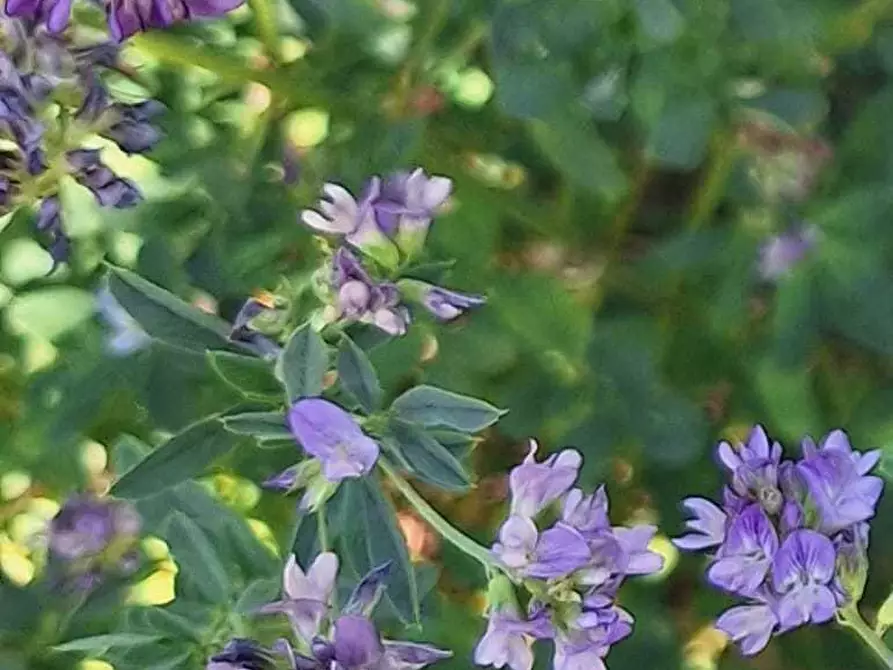 Immagine 77 di Villa in vendita  a Castellammare Del Golfo