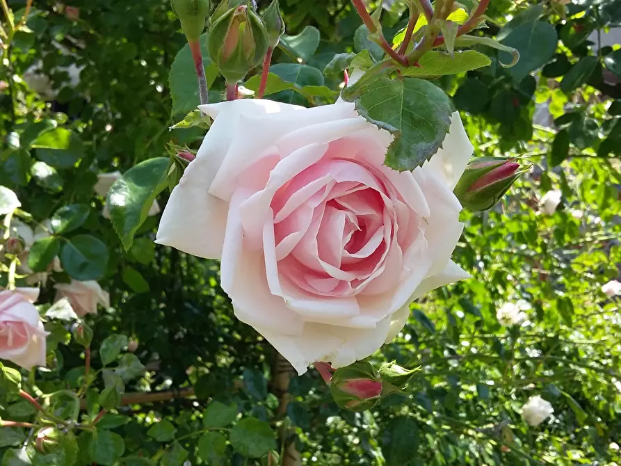 Immagine 47 di Casa indipendente in vendita  in Località Luscignano 18 a Casola In Lunigiana