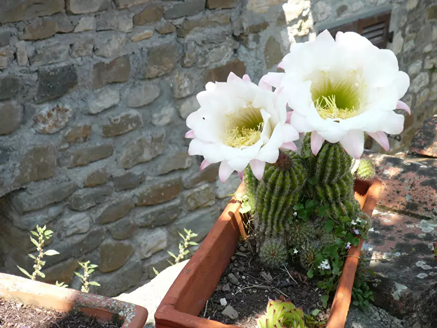 Immagine 56 di Casa indipendente in vendita  in Località Luscignano 18 a Casola In Lunigiana