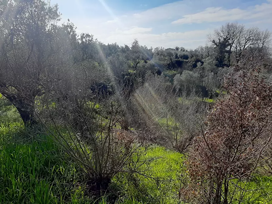 Immagine 9 di Terreno agricolo in vendita  in via raiello a Montecorvino Rovella