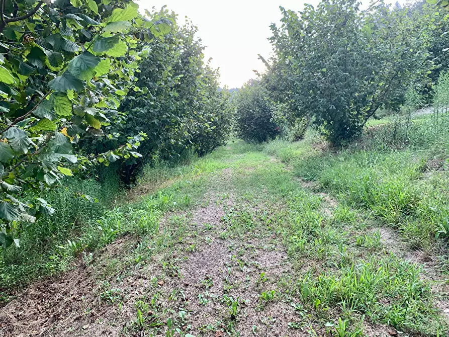 Immagine 2 di Terreno agricolo in vendita  in Borgata Pianezzo 102 a Dogliani