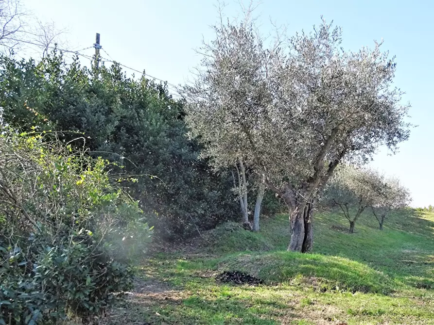 Immagine 22 di Terreno agricolo in vendita  a Senigallia