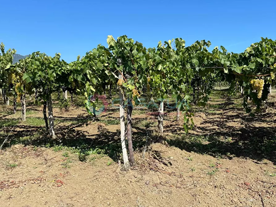 Immagine 3 di Casa indipendente in vendita  a Civitella Casanova