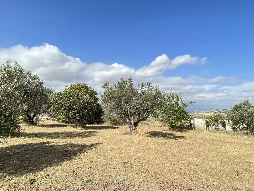 Immagine 14 di Terreno agricolo in vendita  a Silvi