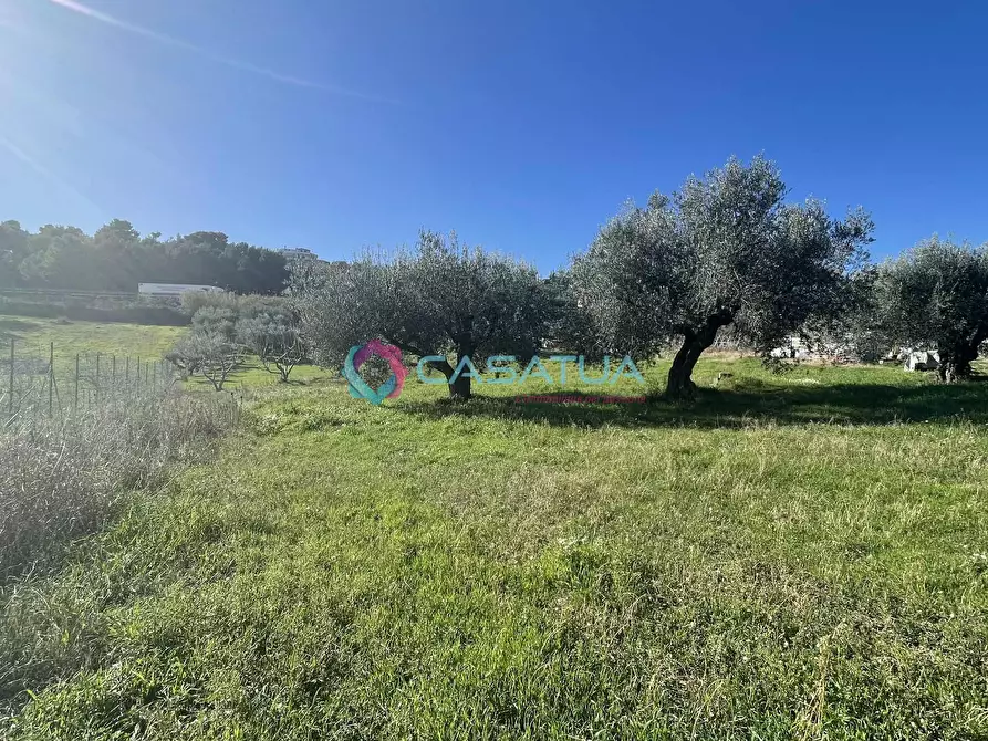 Immagine 15 di Terreno agricolo in vendita  a Silvi