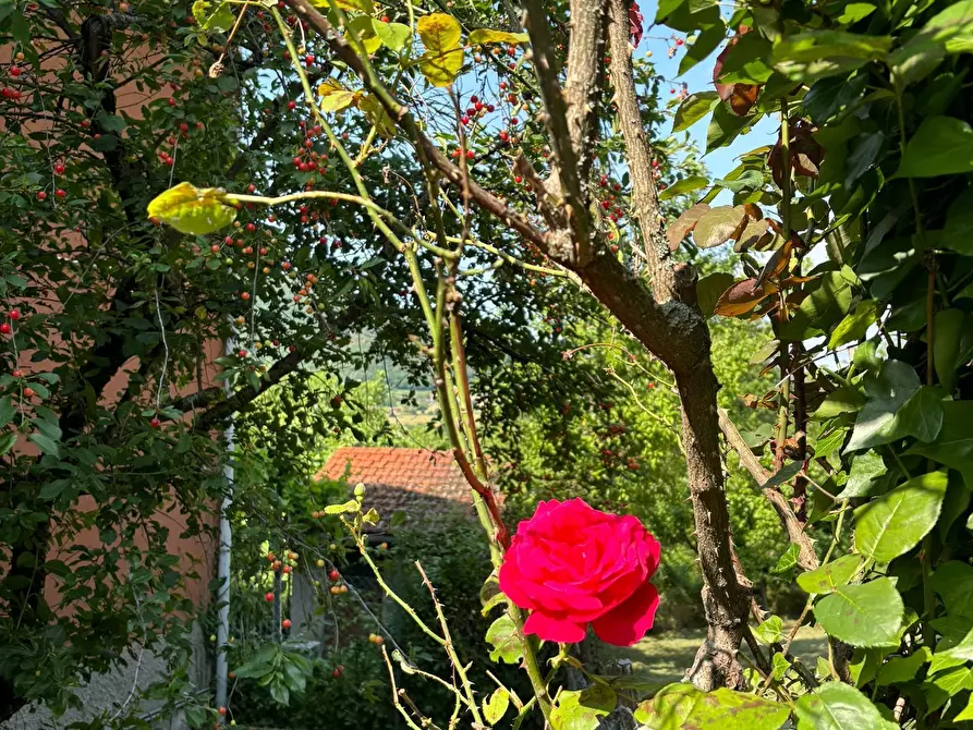 Immagine 5 di Porzione di casa in vendita  a Terenzo