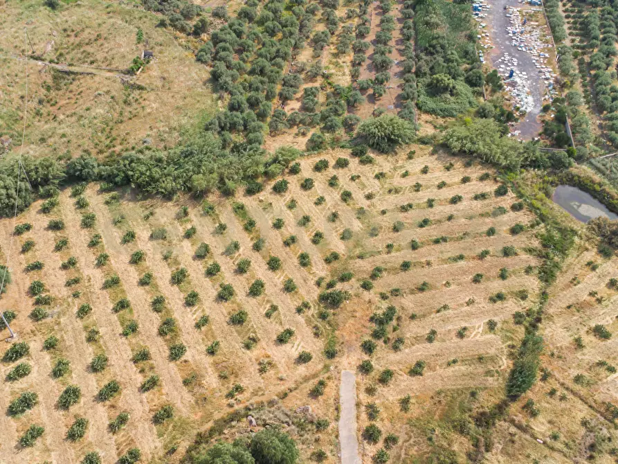 Immagine 26 di Terreno agricolo in vendita  in Via San Leo a Adrano