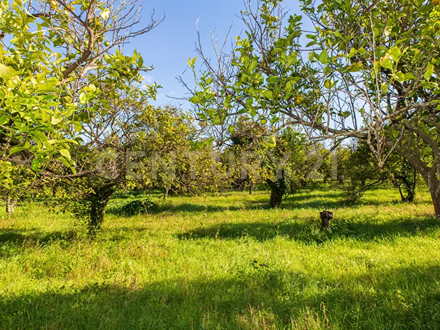 Immagine 10 di Terreno agricolo in vendita  in Via San Piero Patti 108 a Acireale